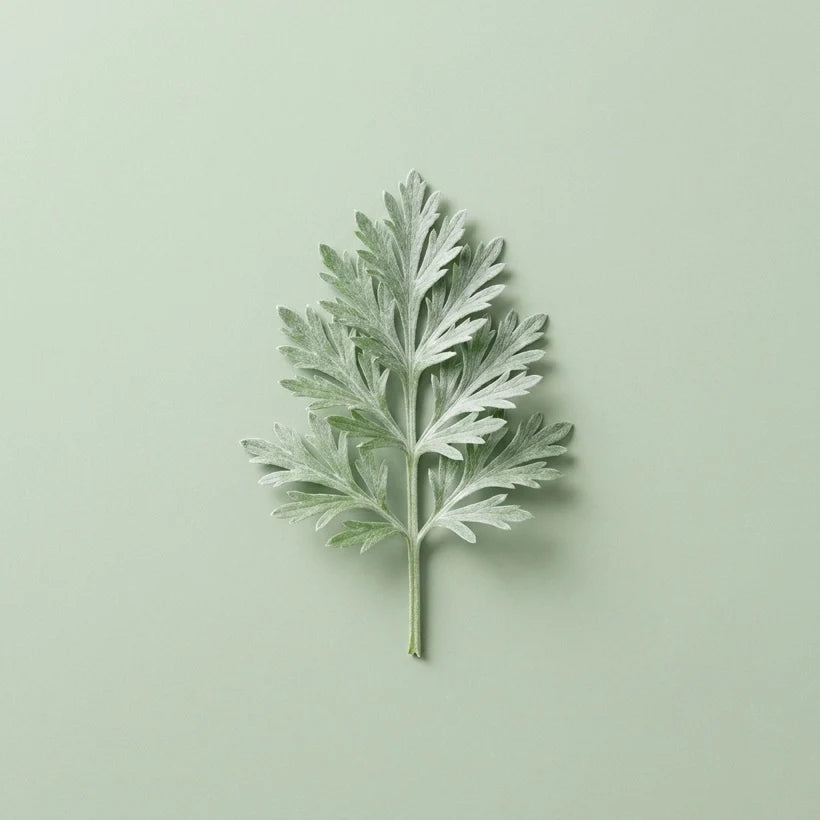 Wormwood Root