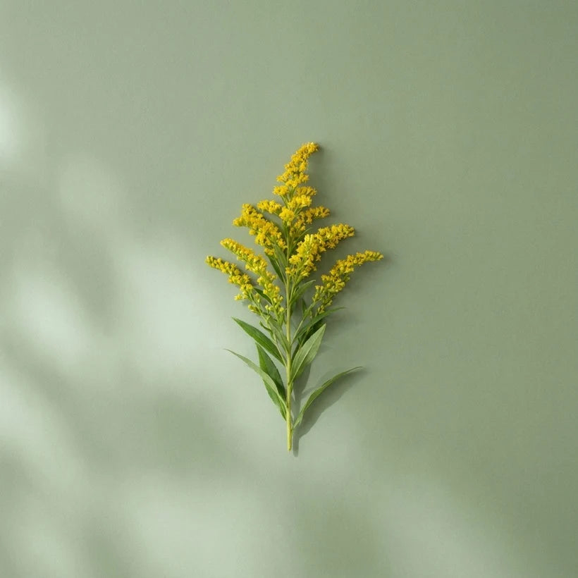 Goldenrod